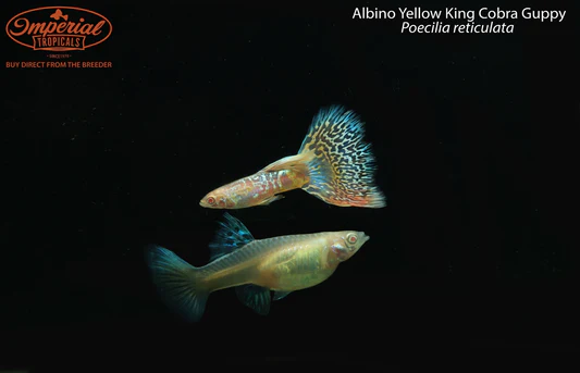 Vibrant Life for Your Aquarium