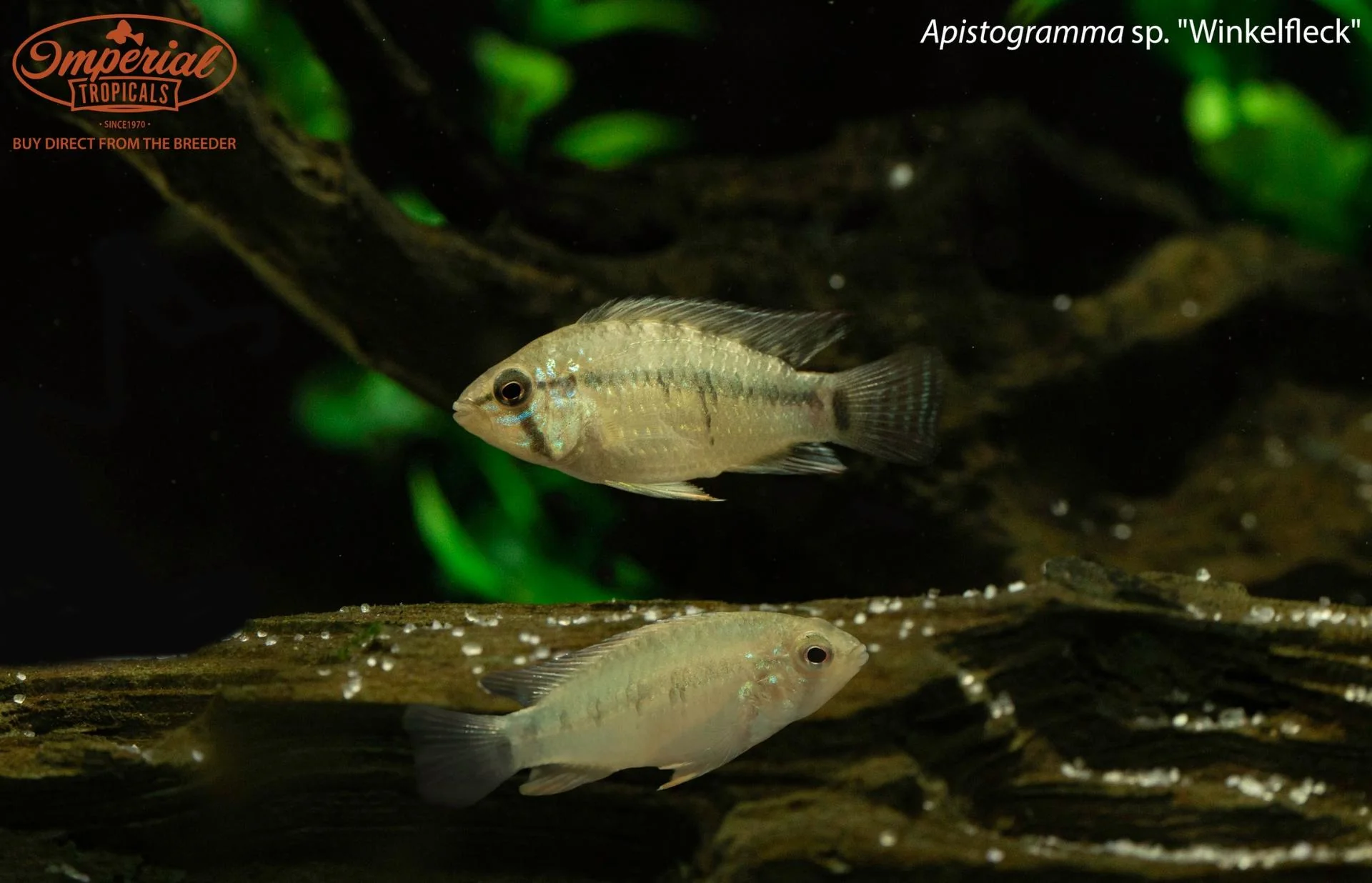 South American Cichlids