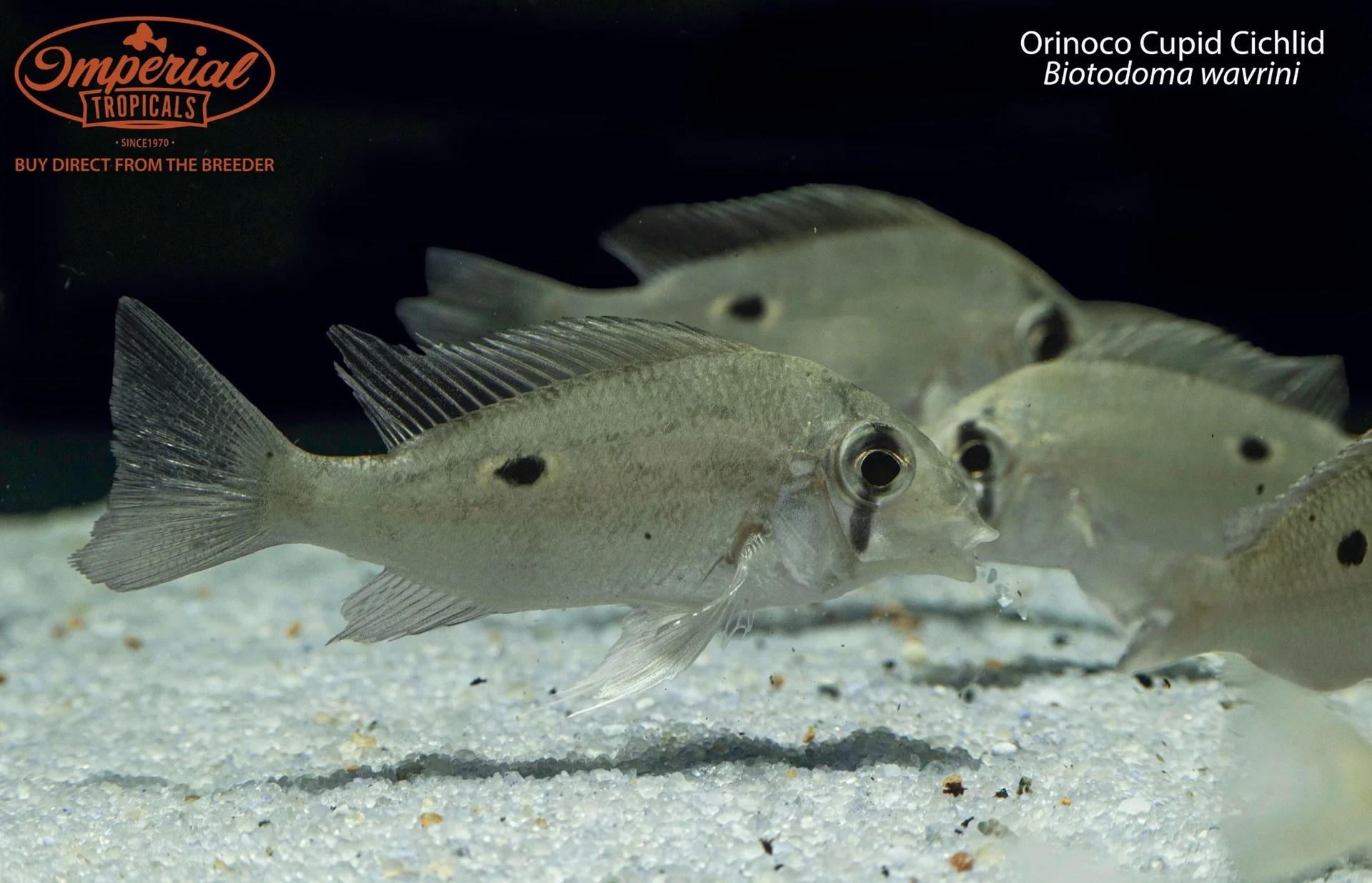 Everything not on sale